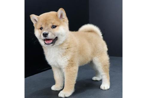 成約済の愛知県の柴犬-115595の3枚目